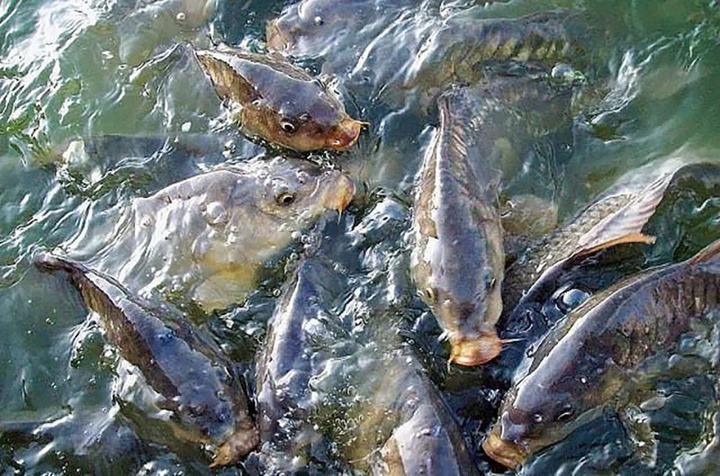 В Туркменистане выращивается рыба для очистки русла Каракум-реки